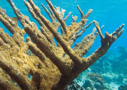 Elkhorn coral (Acropora palmata), Buck Island Reef National Monument, U.S. Virgin Islands (credit: NPS/Hank Tonnemacher).